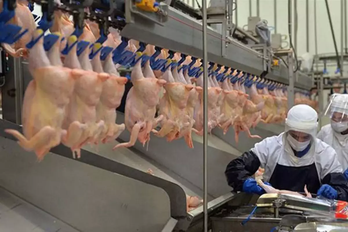 Ticaret Bakanlığı, Tavuk İhracatına Ani Durma Kararı Aldı