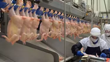 Ticaret Bakanlığı, Tavuk İhracatına Ani Durma Kararı Aldı