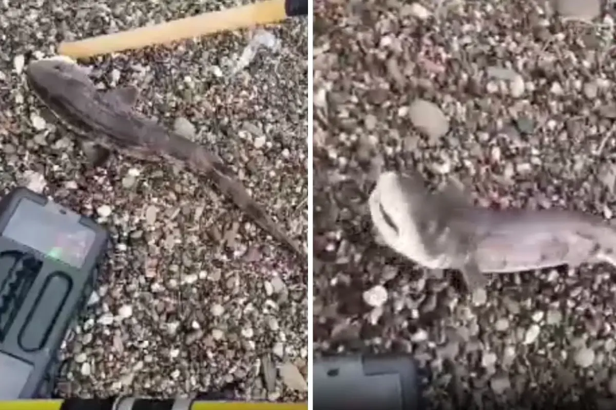 Ayvacık’ta Amatör Balıkçılar Yavru Köpekbalığını Denize Geri Bıraktı