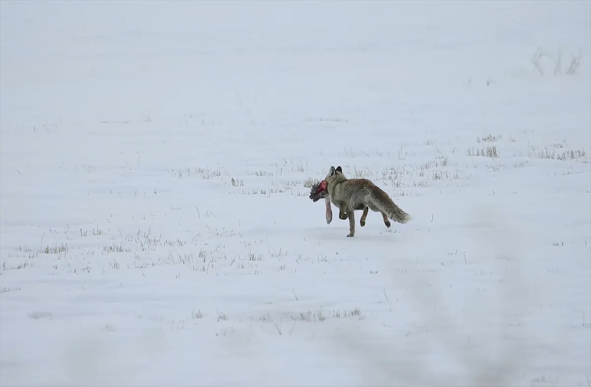 Doğu Anadolu’da Kar Yağışı Hayatı Zorlaştırıyor