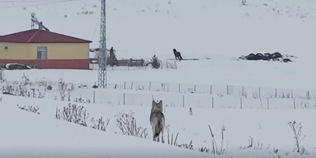 Köyde Karla Kaplı Gecede Kurt Sürüsü Dronla Belgelendi