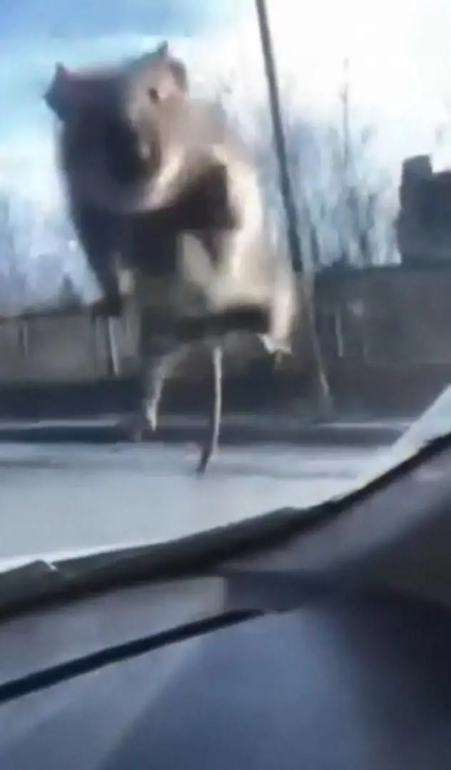 Sürücünün üzerine atlayan fare