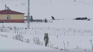 Dronla kaydedilen kurt sürüsü