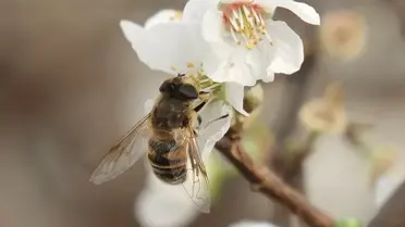 Erik ağaçları çiçek açmış hali