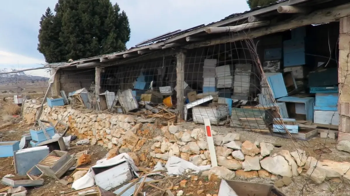 Taşkent’te Ayı Saldırısı: Yüzlerce Arı Kovanı Yok Oldu