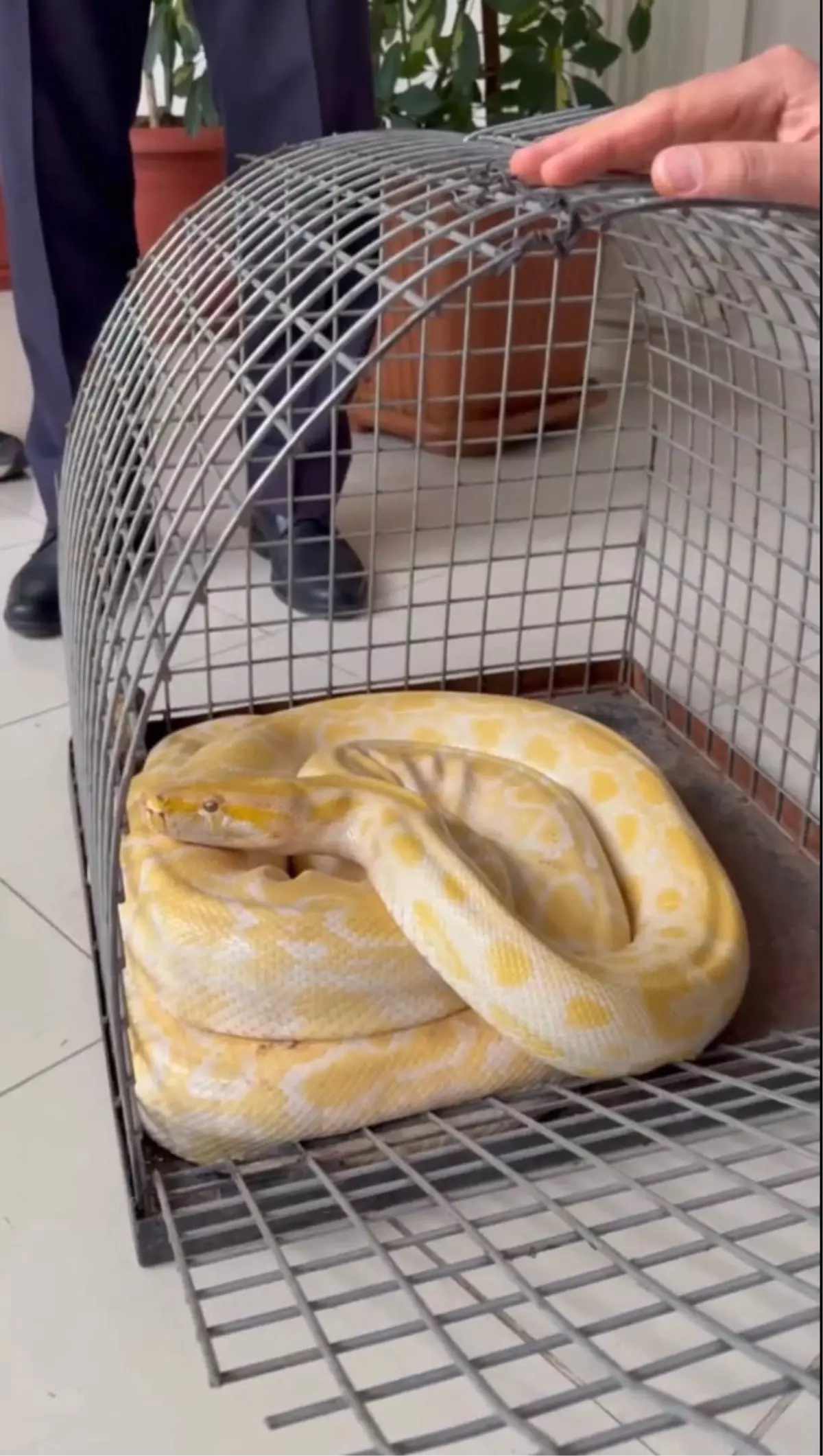 Denizli Alışveriş Merkezinde Yılan Kaçak Gösterisine Son: Güvenlik Ekipleri Müdahale Etti