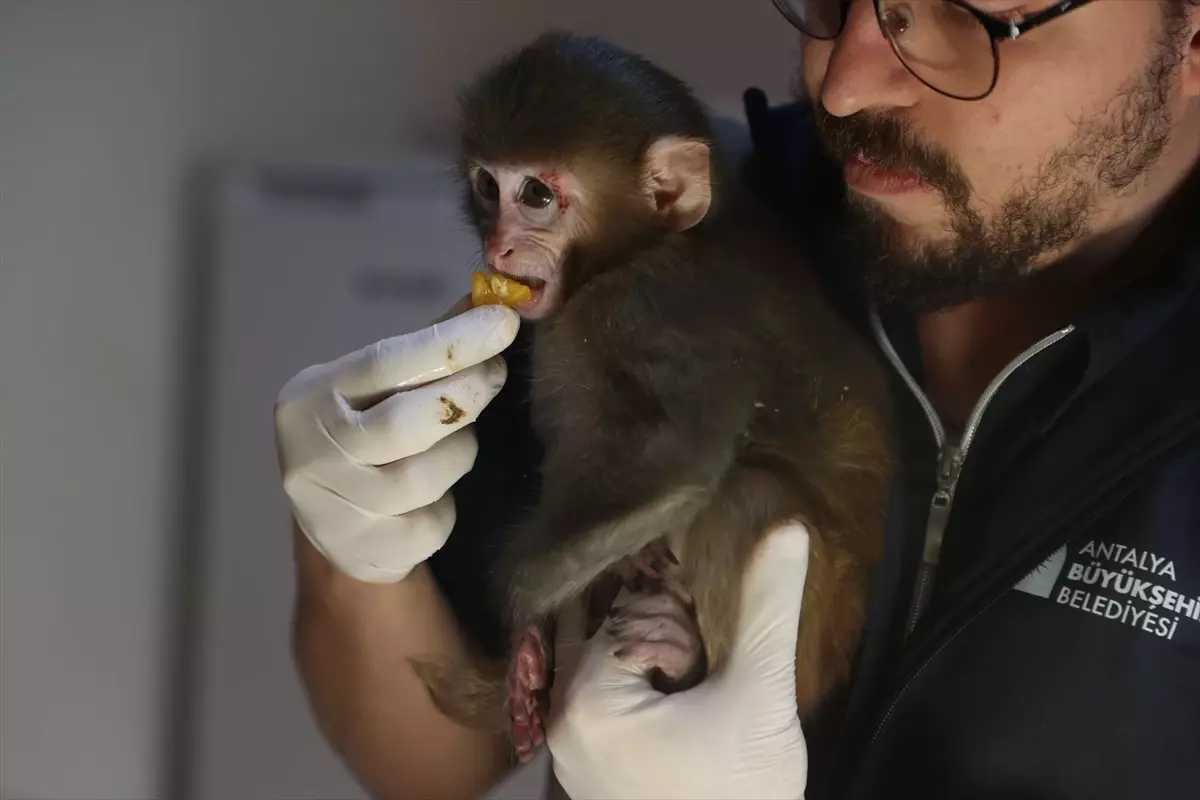 Antalya'da Uyuşturucu Operasyonu Sonrası Kurtarılan 'Portakal' Maymun Yavrusu Rehabilitasyona Alındı