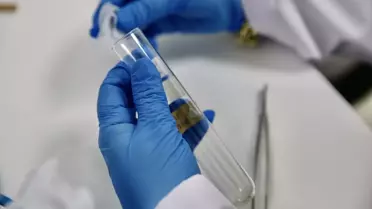 Samuray arısı üretim hattı