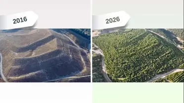 Ağaçlandırma sonrası Dikili'deki maden sahasının detaylı görüntüsü