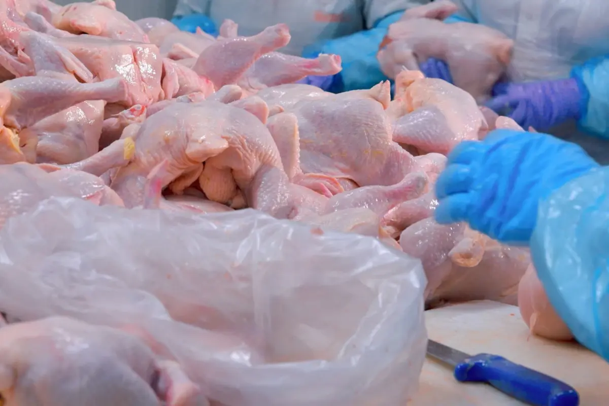 Ramazan Öncesi Tavuk İhracatına Müzakeresiz Durum: Bakanlık Kararı