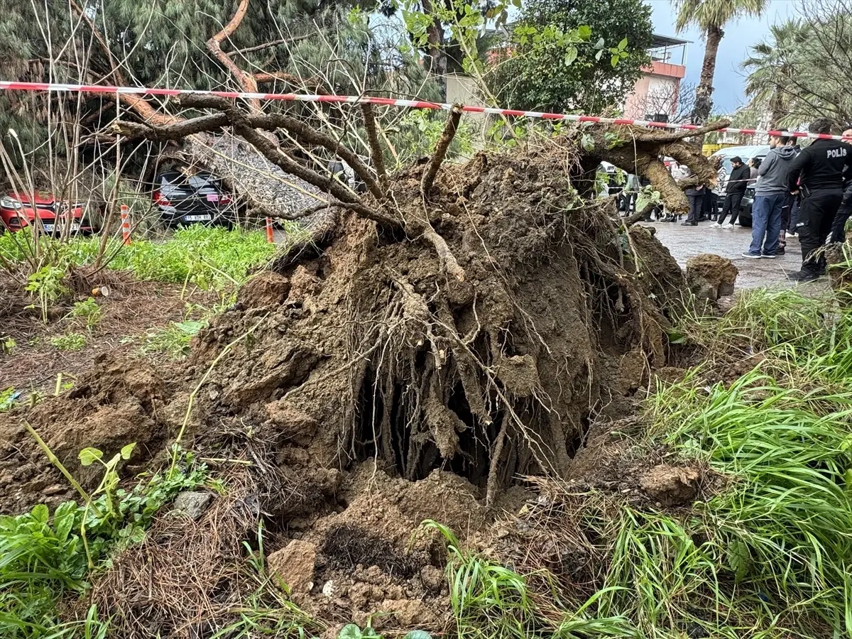 Aydın’da Hastane Bahçesindeki Çam Ağacı Devrildi, Dört Araca Zarar Verdi