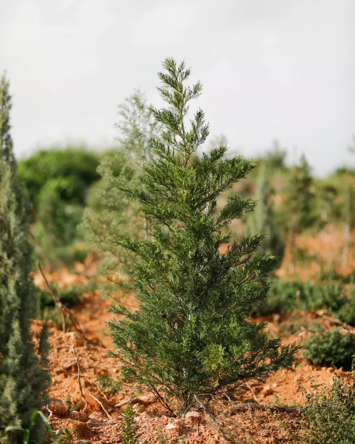 Yamanlar Dağı'nda Yeniden Yeşeren Ormanlar: Ağaçlandırma Çalışmaları Başarıyla Tamamlandı