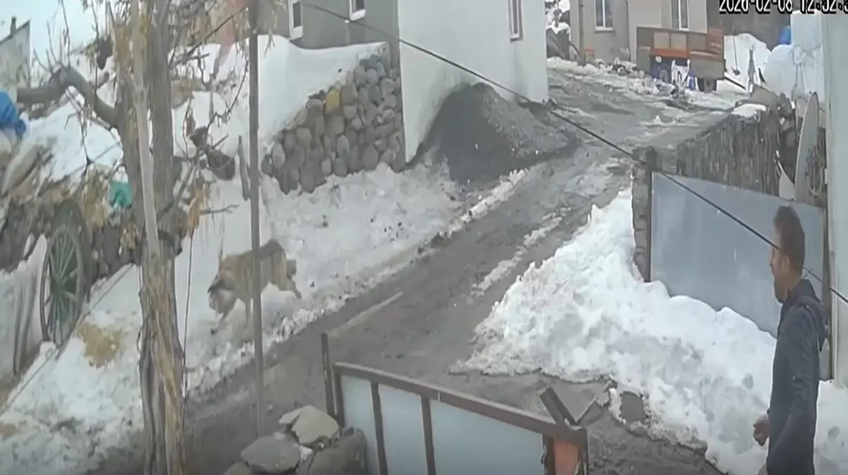 Kars ve Ardahan’da Yaban Hayvanları Şehir Sokaklarına İndi