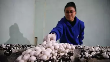 Sarıçam Spor Lisesi'nde Öğrencilerden Mantar Üretimiyle Tarım ve Girişimcilik Deneyimi