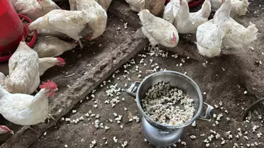 Kışın Mısır Patlatma Tekniğiyle Tavuk Stresi Azaldı, Yumurta Verimi Yükseldi