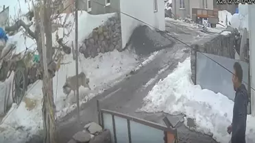 Kars’taki kurt ve domuzun şehir içinde görüntüsü