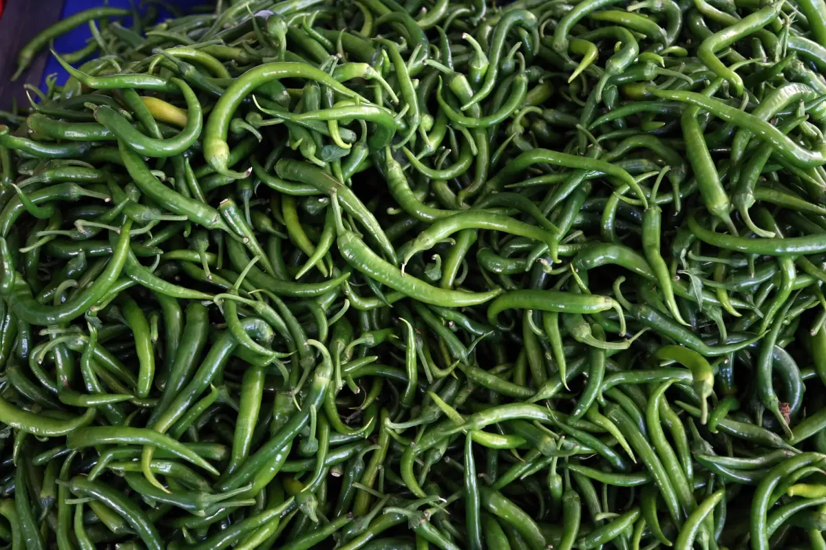 Batı Akdeniz'in Ocak Ayı Biber İhracatında Rekor Performansı