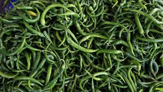 Batı Akdeniz'in Ocak Ayı Biber İhracatında Rekor Performansı