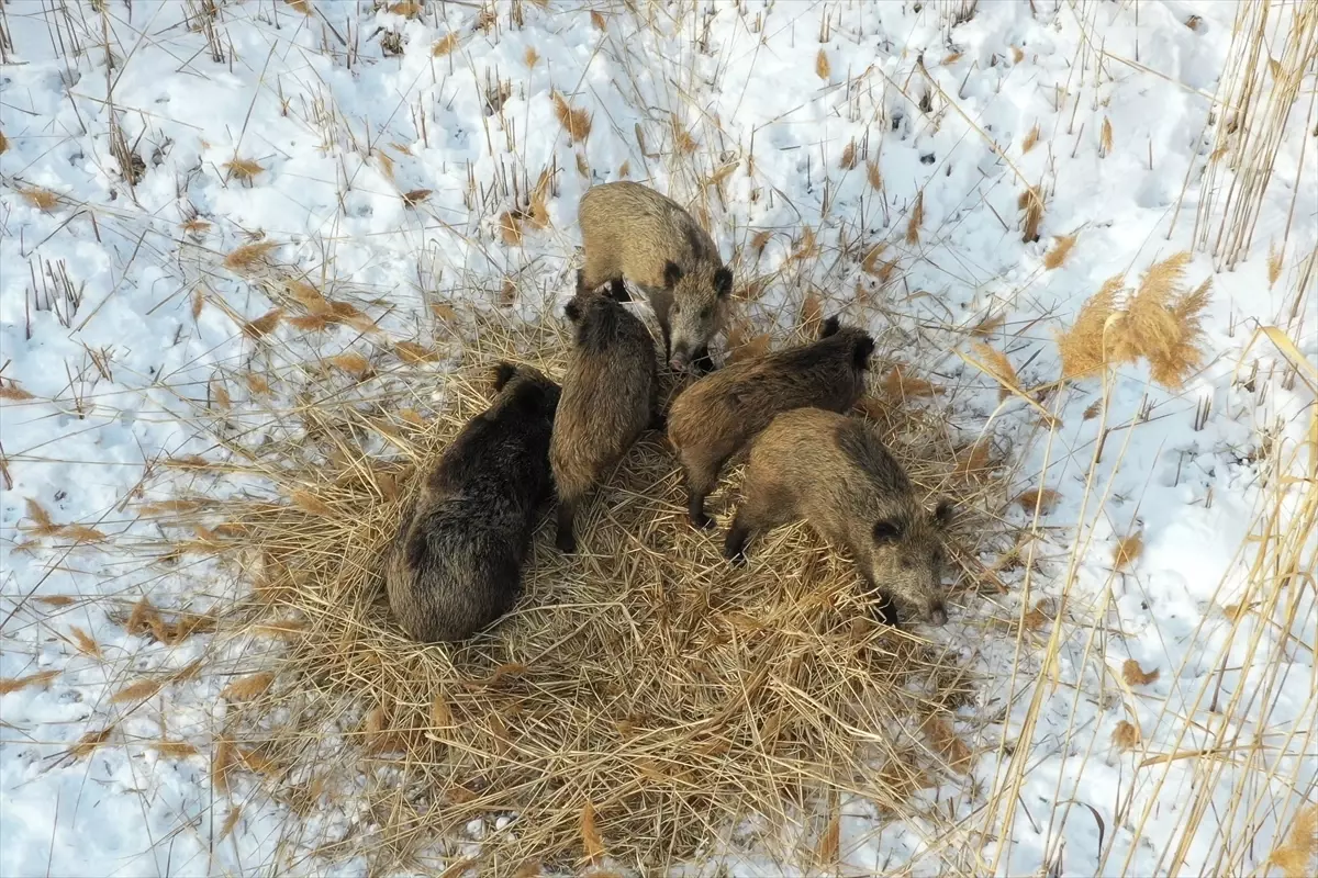 İğdır Sulak Alanında Anne Domuz ve Yavrularının Drone Görüntüleri
