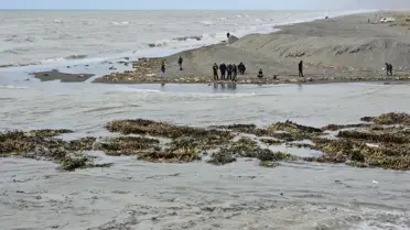 Temizlik ekipleri su sümbüllerini topluyor