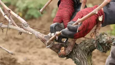 Altın Makas bağ budama yarışması ödül töreni