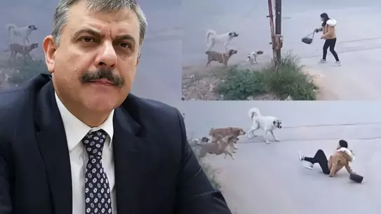 Sokak köpekleri için yeni bakanlık politikası planı