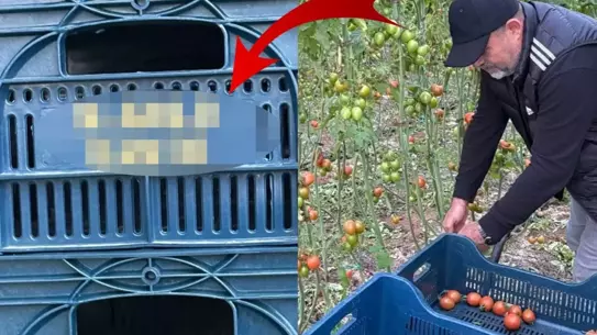 Fenerbahçe taraftarı, domates kasalarına N'Golo Kante'nin adını kazıdı