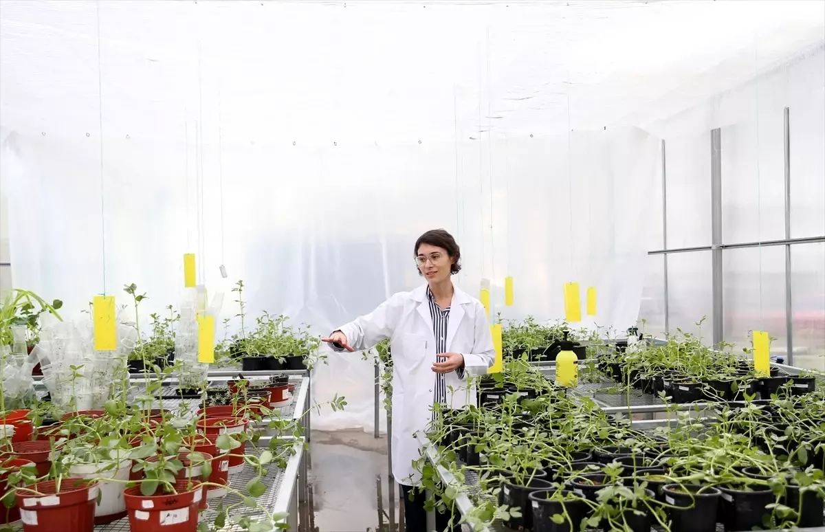 Uzayda Tarım Devrimi: EÜ'li Bilim Kadını Bitki Yetiştiriyor