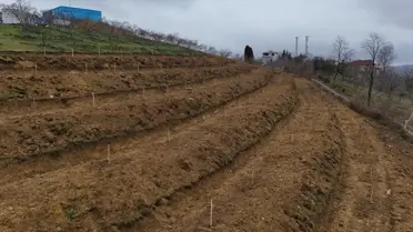Ordu’da Fındık Verimliliğini Artıran Yeni Tarım Uygulamaları