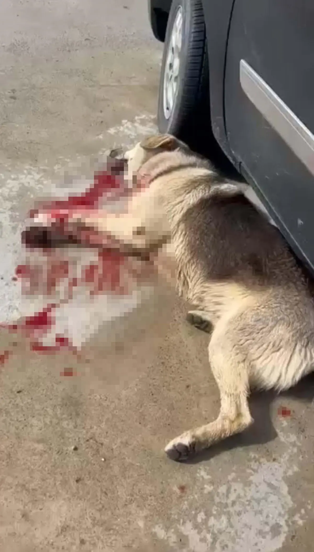 Bodrum’da İki Köpek Tüfekle Öldürüldü: Gözaltına Alınan Şüpheliye Soruşturma Başlatıldı