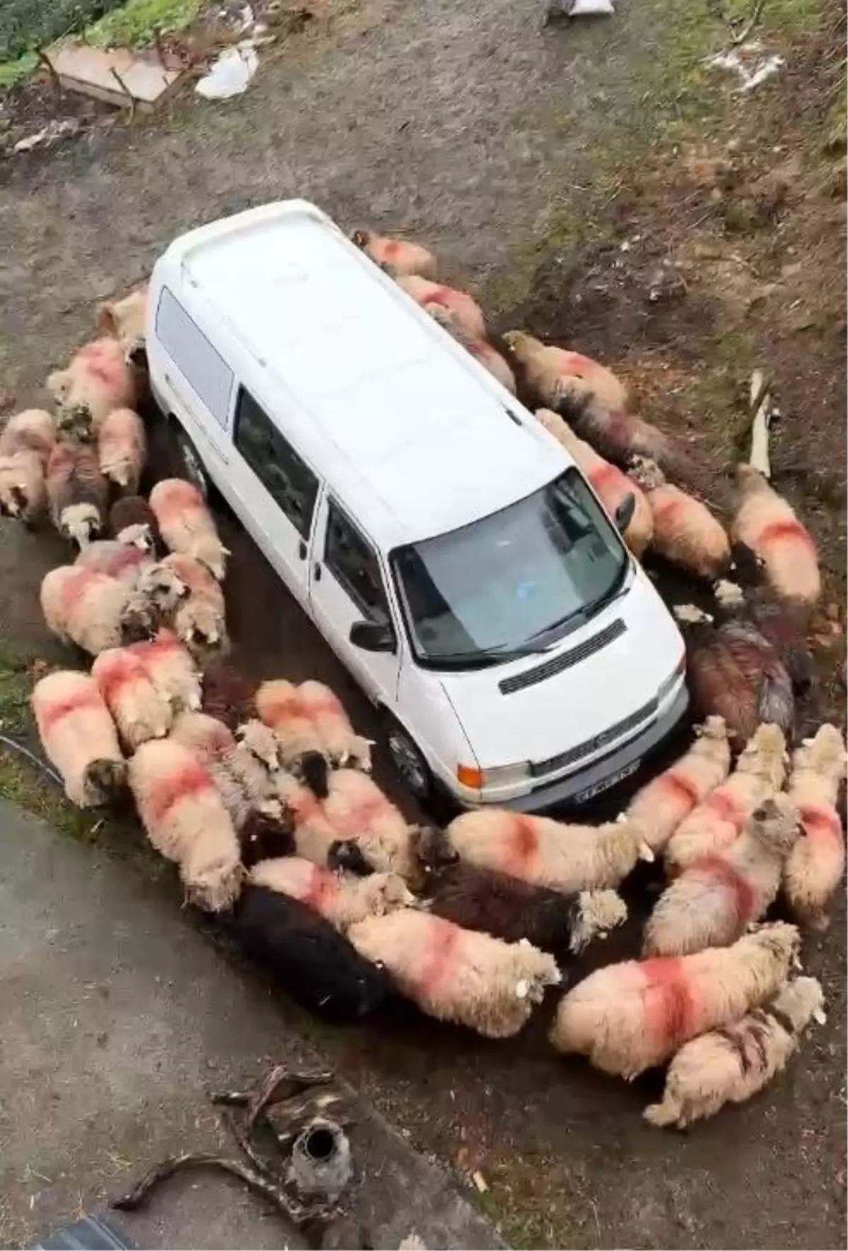 Araklı’da Minibüs Çevresinde Oluşan Koyun Halkası İlginç Görüntülere Sahne Oldu