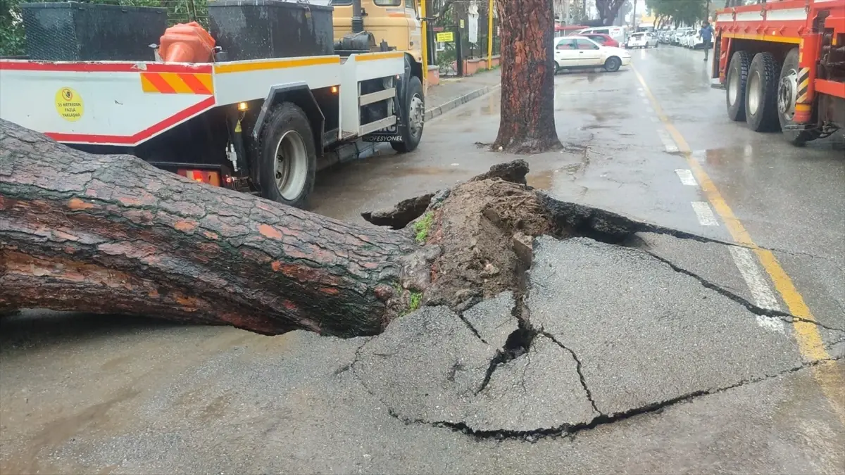 Ödemiş’te Düşen Çam Ağacı Okul Bahçesindeki Duvarı Zararlandırdı