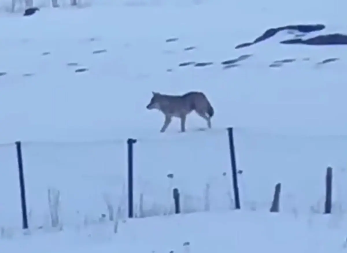 Yalnızçam Dağları'nda Üç Ayaklı Kurt: Beş Yıllık Mücadele ve Hayatta Kalma Hikayesi