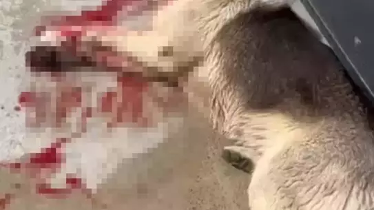 Olay yerinde bulunan iki köpeğin fotoğrafı