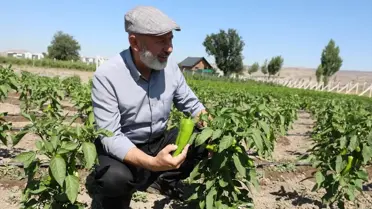 Kapya biberi tohumları dağıtım anı
