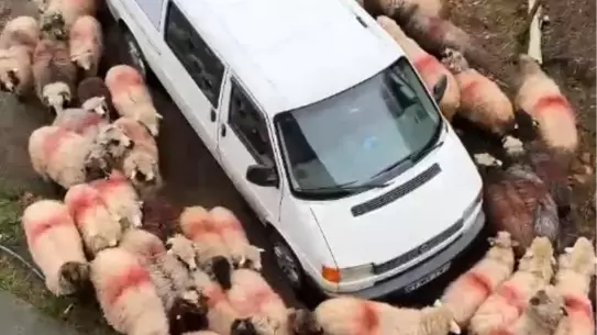 Minibüs etrafında dönen koyunların fotoğrafı
