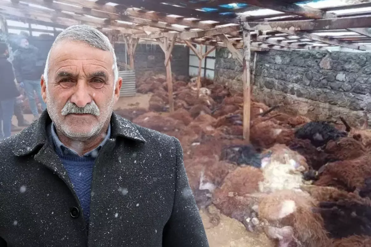 Gece Yarısı Kayıpları: Çobanın 200 Koyununu Kaybetmesi ve Toplumun Destek Çıkışı