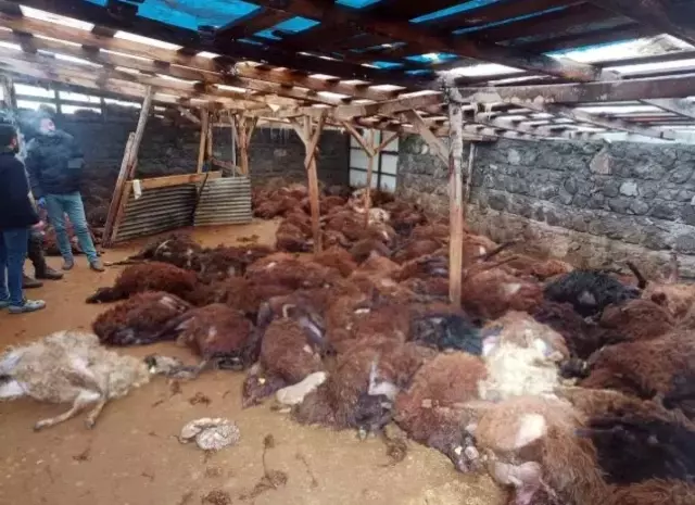 Çobanın yeni koyunlarıyla birlikte mutlu anı