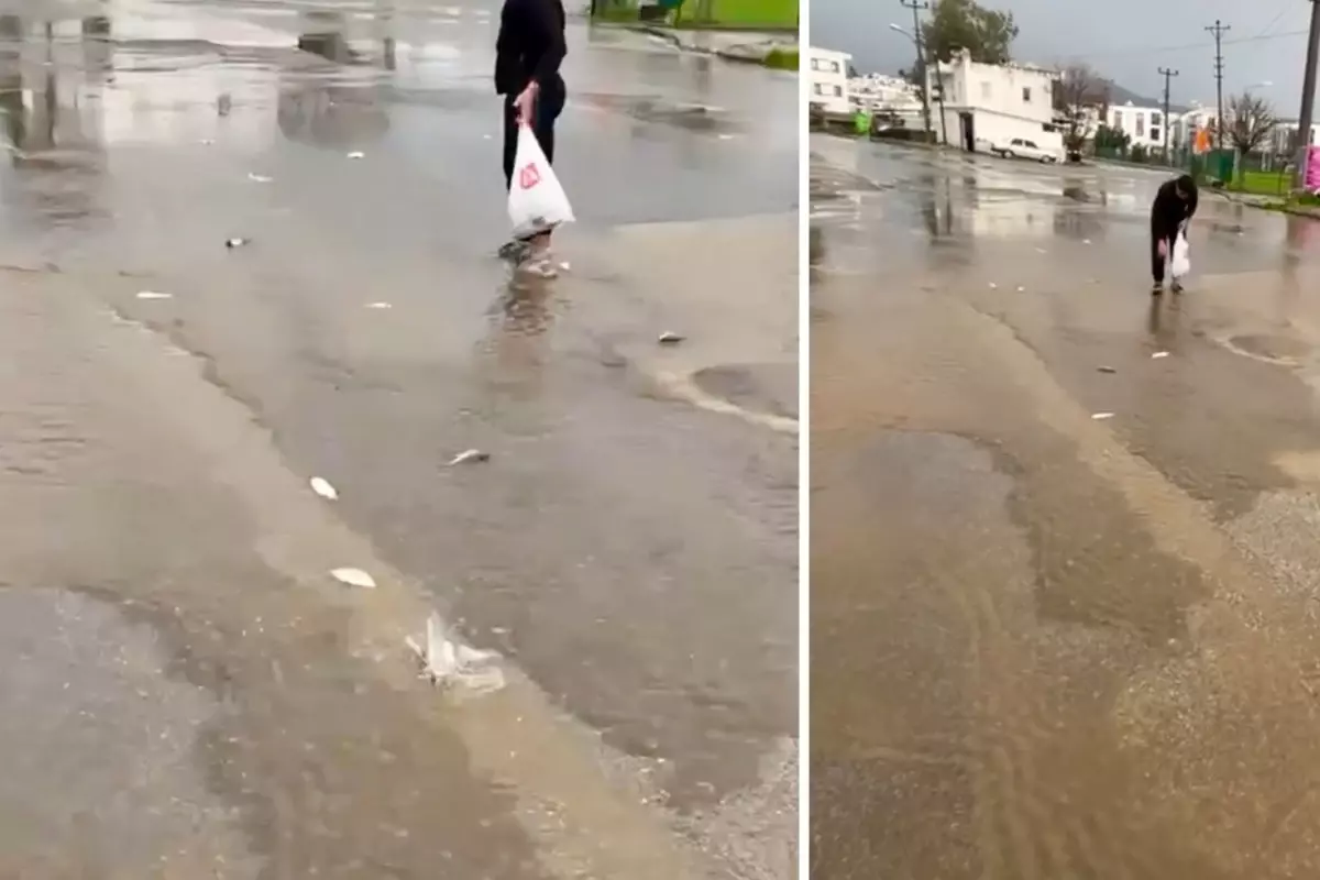 Bodrum’da Şiddetli Yağış Göleti Taşırdı, Balıklar Asfalta Sürüklendi