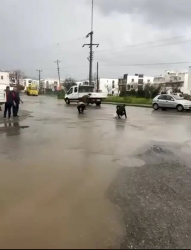 Taşkın sonrası gölet ve asfaltta yüzen balıklar