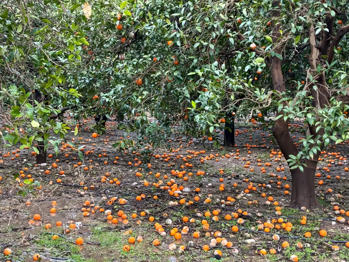 Antalya’da Şiddetli Sağanak Yağış 7 İlçeyi Etkiledi, Okullar ve Trafik Aksadı