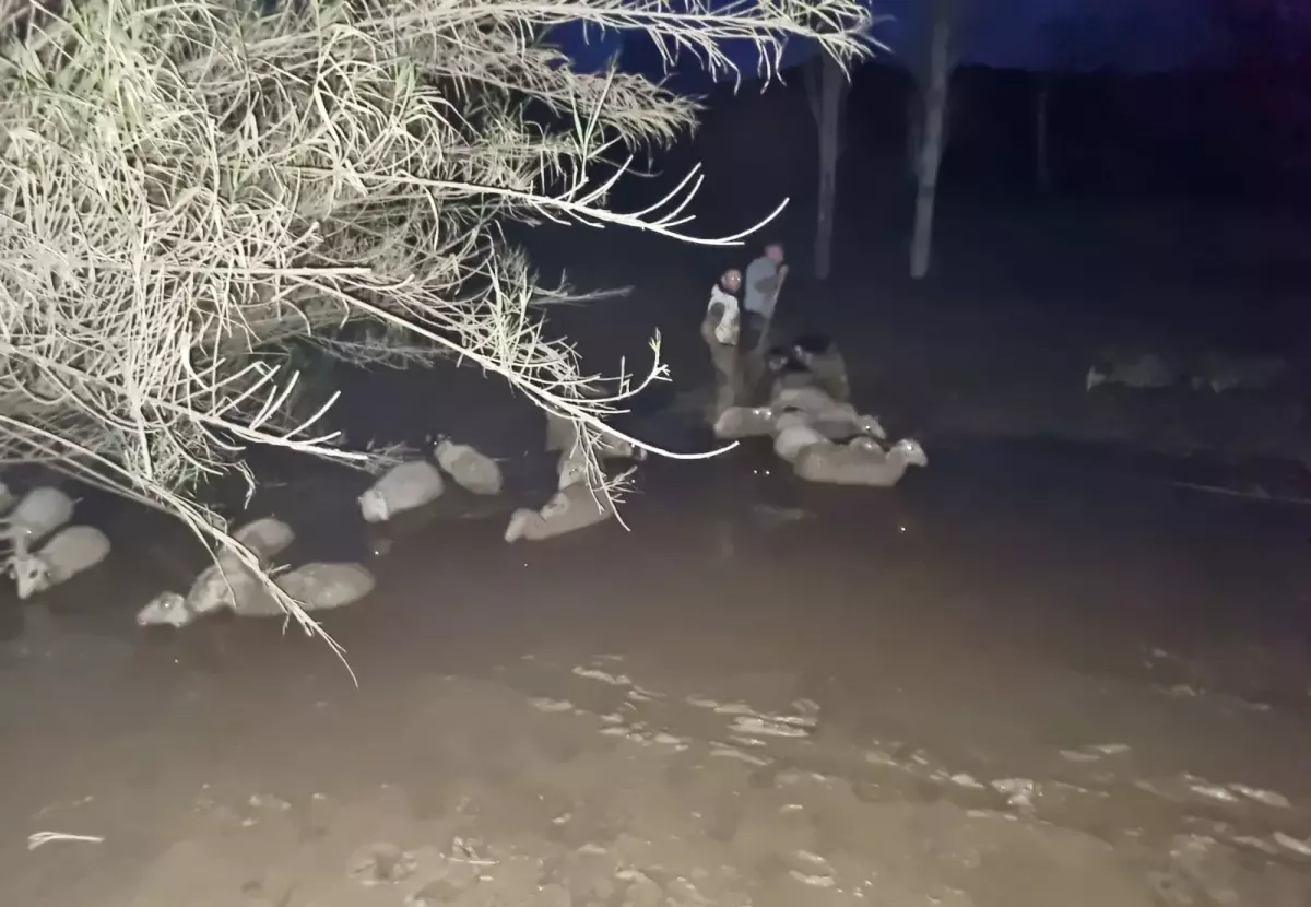 Milas’ta Çamura Saplanan Koyunlar Kurtarıldı: 30 Hayvanın Mücadelesi