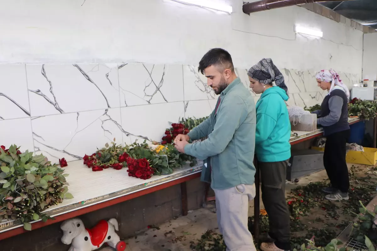 Adana’da Soğuk Hava Gül Hasadını Zorladı: Sevgililer Günü Üzerine Etkileri