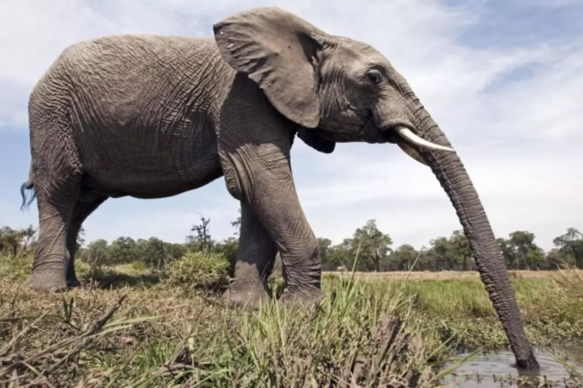 Fil Hortumu Kılları: Dokunma Duyusunu Güçlendirerek Sosyal Bağları Derinleştiriyor