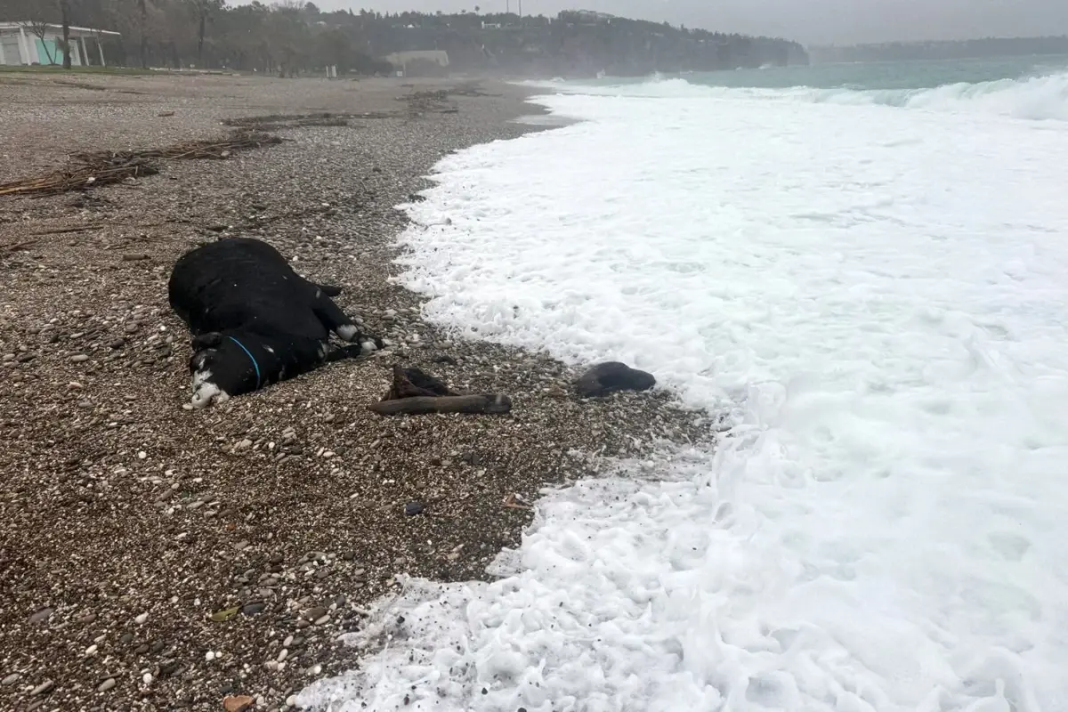 Antalya’da Şiddetli Yağışlar Sel Getirdi, Konyaaltı Sahili’nde Kıyıya Çıkan Dana Olayı