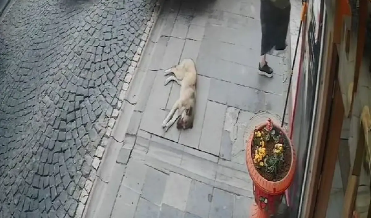 Mardinli Kadının 27 Gün Sonra Tahliyesi ve Hukuki Süreç