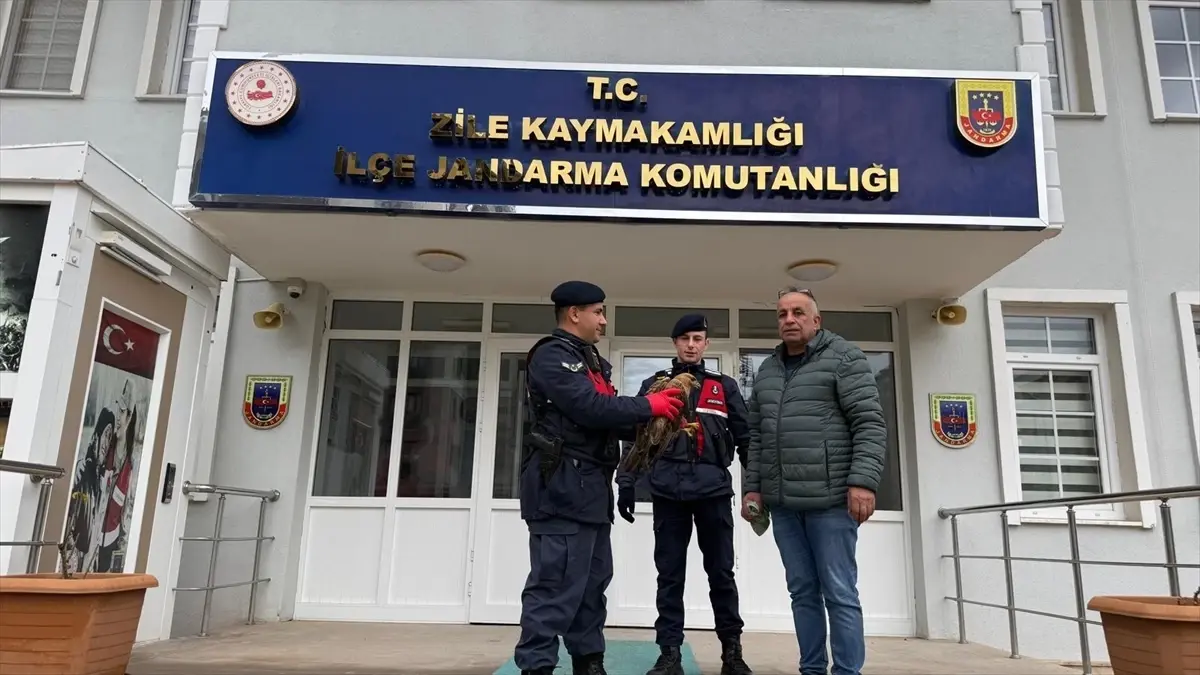 Zile'de Bulunan Yaralı Kızıl Şahin Turhal Doğa Koruma'ya Teslim Edildi