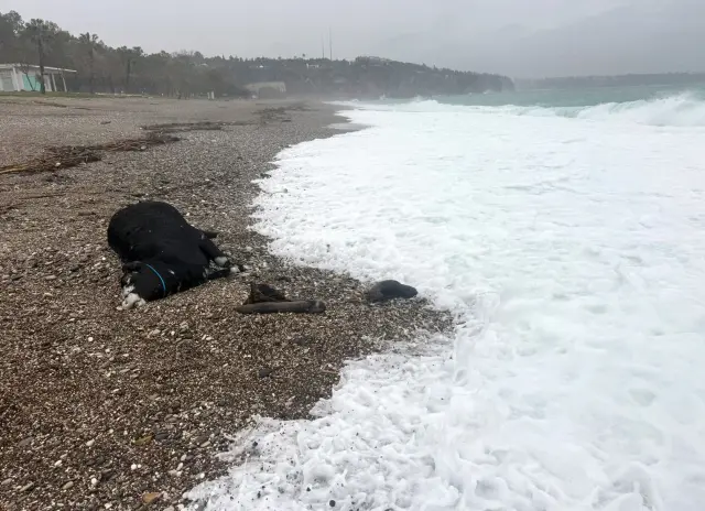 Kıyıya vurmuş dana