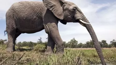 Araştırma laboratuvarında fil hortumu incelemesi