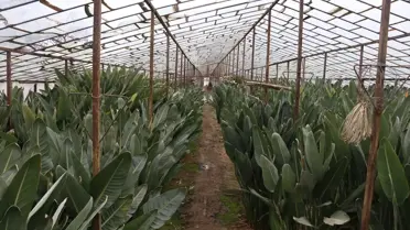 Starliçe çiçeği buketi